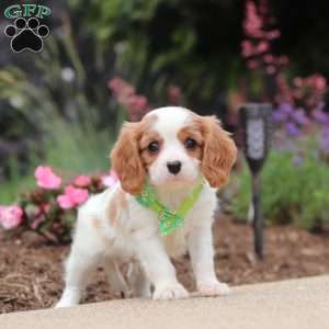 Kobe, Cavalier King Charles Spaniel Puppy